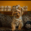 Furry Friends