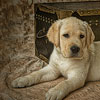 Furry Friends