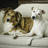 Furry Friends