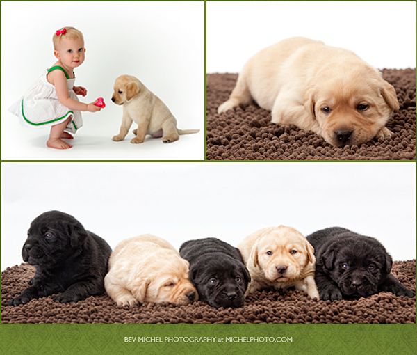 LimitedEd_puppies20 puppy