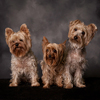 Furry Friends