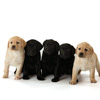 Furry Friends