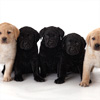Furry Friends