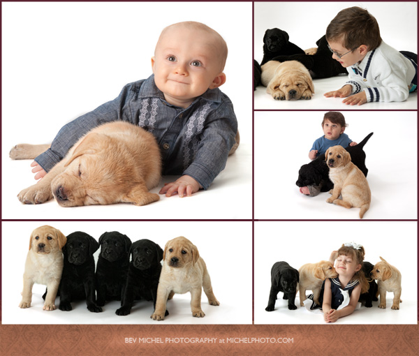 puppies puppy