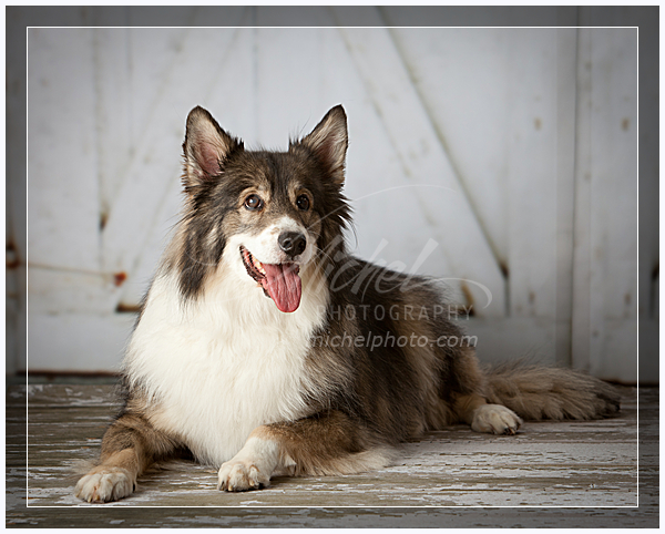wpid9929-07_Grisin.jpg Pet Portrait