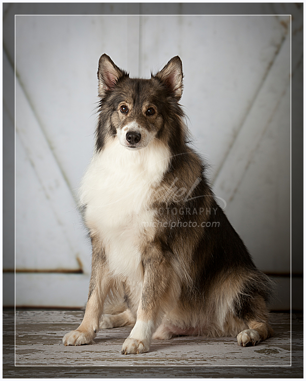 wpid9931-10_Grisin.jpg Pet Portrait