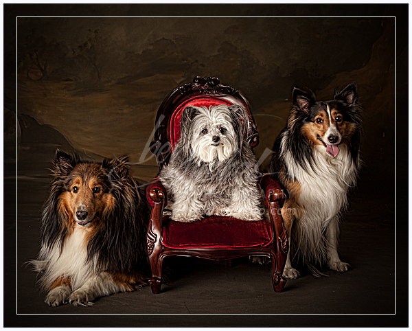 wpid9966-27_Haurin.jpg pet portrait